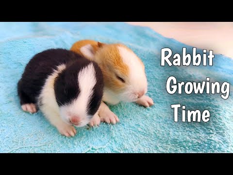 Baby Rabbit Growing Up | Rabbit Cute Little Pastoral Pet #cute #pets #animals