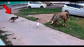 30 Hero Animals that Saved Human Lives
