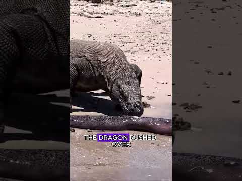 Komodo dragon vs electric eel #wildlife #animals #fyp