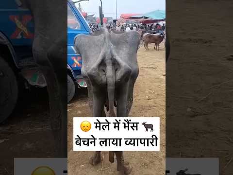 जब तक दूध देती रखा फिर बेच दिया #dhundhadka_hat