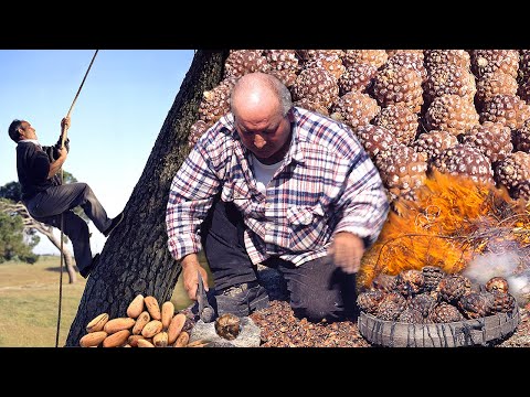 Los PIÑONEROS. Quemado de PIÑAS en el monte para extraer los deliciosos PIÑONES para consumo y venta