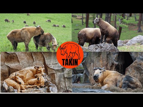 Takin-The Mysterious Goat-Antelope of the Himalayas