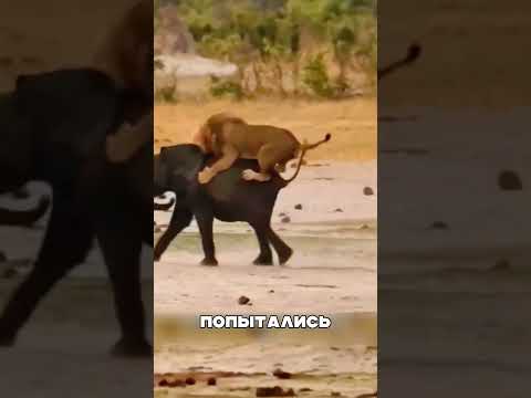 Слон отомстил льву за ДЕТЕНЫША 😡🔥🐘