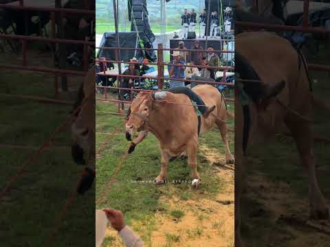 SERGIO BAILADOR DE ESCUELA DE RANCHO CONECTA EN EL ROSTRO A CABALLO DE TLALMANALCO