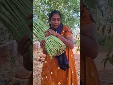 my regular formwork#murungaiarasiofficial #farming #shortvideo #villagelife #drumstick#moringa#Trend