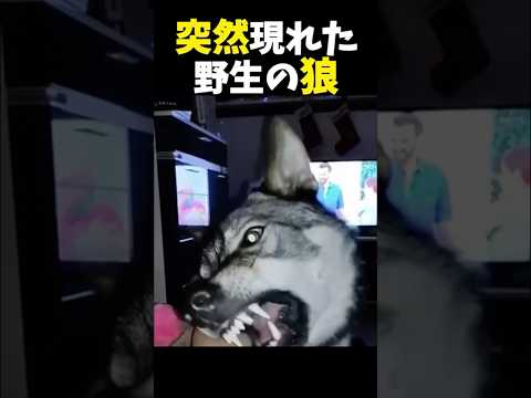 突然現れた野生の狼 #感動する話 #ほっこりする話 #shorts