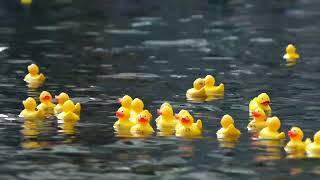 YouTube video thumbnail: Thousands of Rubber Ducks Race London Canal for Charity
