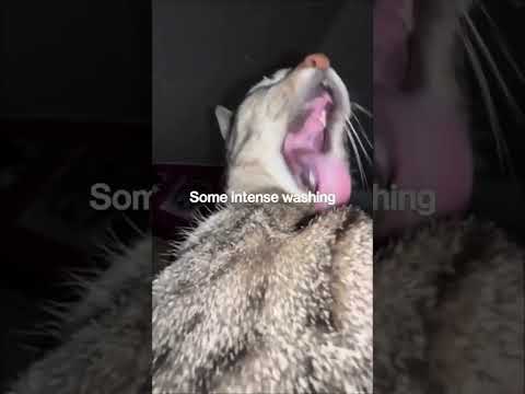 Funny animal videos I found on Instagram and Tiktok #shorts #funnyanimals #cat #funnypets #funny