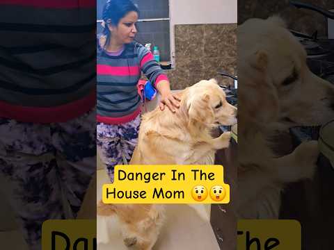 How A Dog Saved Lives 😲✌️ #dog #goldenretriever #pets #animals #puppy #dogshorts