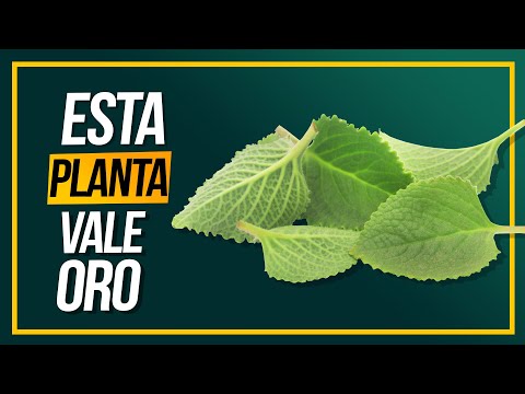 ¿Tienes Esta Planta? ¡No Creerás el Tesoro que Tienes en Casa!