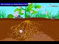 Nutrient Replenishment in Soil