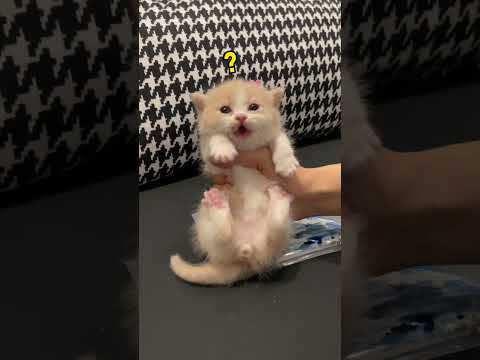 【#一只又廷】我的哈基米真的有艺术天赋！#铲屎官的乐趣 #小奶猫 #又廷一家