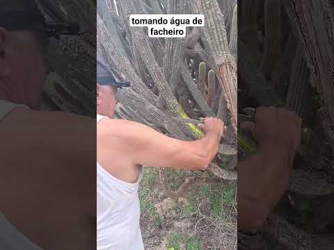 tomando água de facheiro #criativo #agronomia #agro