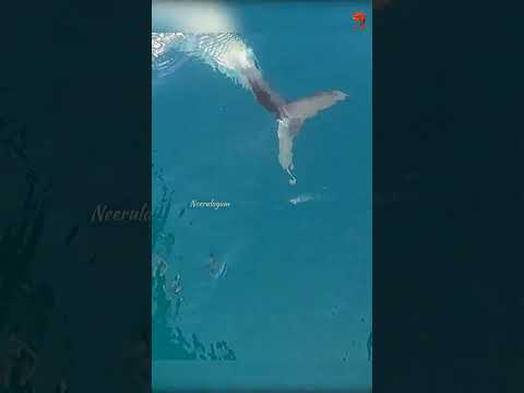 Catching King Fish in the Sea