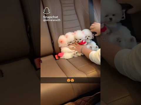 Funny Dog #shortvideo #funny #viral #dog