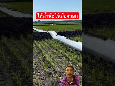 การให้น้ำพืชไร่เมืองนอก #เกษตร #plants #shorts