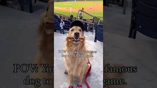 People’s reactions to meeting my famous dog!