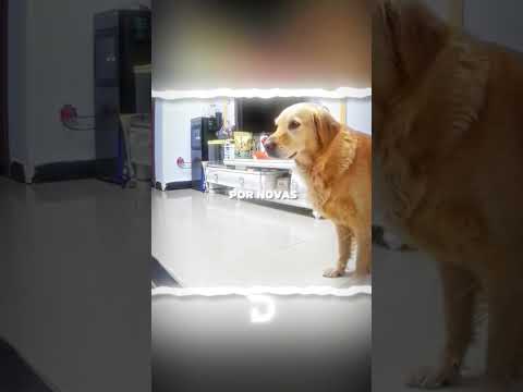 Você já viu um cachorro acender a luz sozinho?