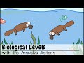 Biological Levels of Organization