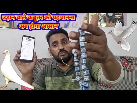 Udan wale kabutar ko Pehchanna Ab Hoga Asaan