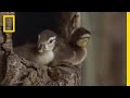 Hatchlings' Leap and Survival Challenges