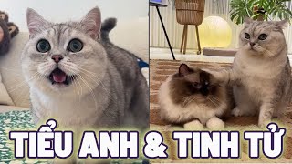 Mèo Tiểu Anh bị mất 2 hòn "Bi Giả" nên nghi ngờ Tinh Tử lấy 😂