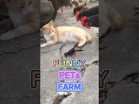 Tingkah Hewan yang Lucu dan Menggemaskan! Funniest Animals #shorts