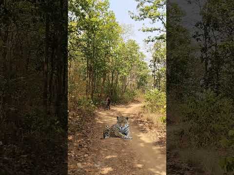 tiger cross the forest road #viralshort #reels #short #viralvideo #vfx #trending #ytshorts #video