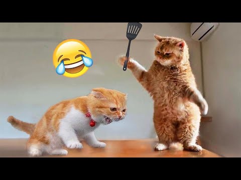 Los Videos de Perros y Gatos Más Divertidos 😹🐶 Parte 526