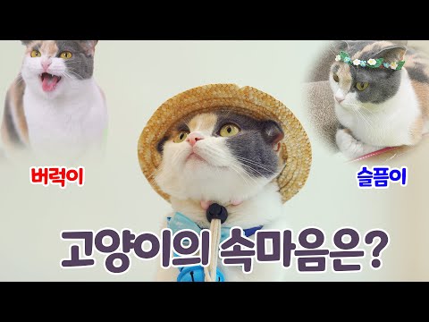 인사이드아웃 고양이버전 | 고양이산책