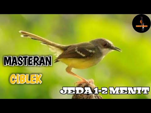 MASTERAN CIBLEK JEDA 1-2 MENIT
