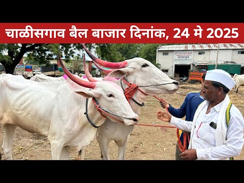 🛑Live चाळीसगाव बैल बाजार, 24 मे 2025 | बाजारात आले शर्यतीचे फुल्लं करंट वासरं 😱 #बैलगाडा