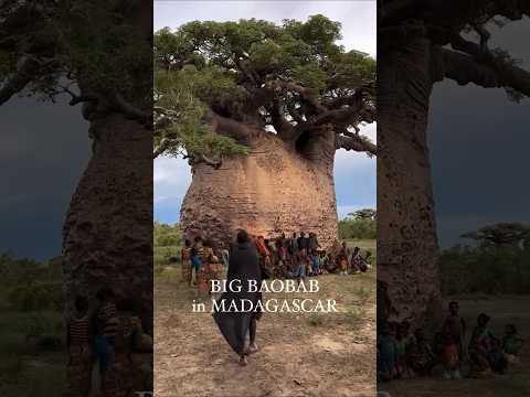 Este Árbol Puede Salvarte La Vida 😱