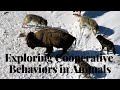 Cooperation in Animal Behavior
