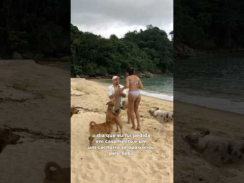 LEMBREI DO PORQUÊ NUNCA POSTEI ESSE VÍDEO 😂 #cachorros #pets #humor #pitbull #rotina