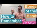Human Hand Anatomy and Bones