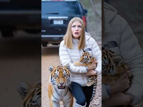 Bengal tiger family saved the life of the first aid woman who had helped them earlier.