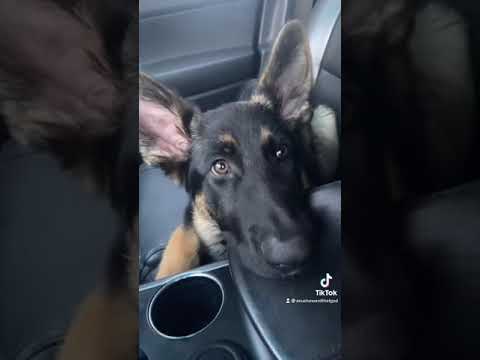 German Shepherd mad at mom *hilarious