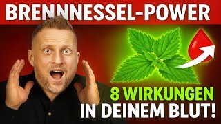Die Brennnessel-Lüge: Jeder kennt sie, doch sie heilt dein Blut in nur 21 Tagen!