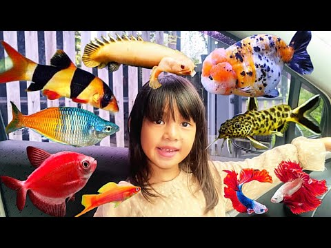 Borong ikan Hias Kecil & Menemukan Ikan Dalam Kulkas,Ikan Botia,Palmas,Koki Ranchu,Molly Marbel