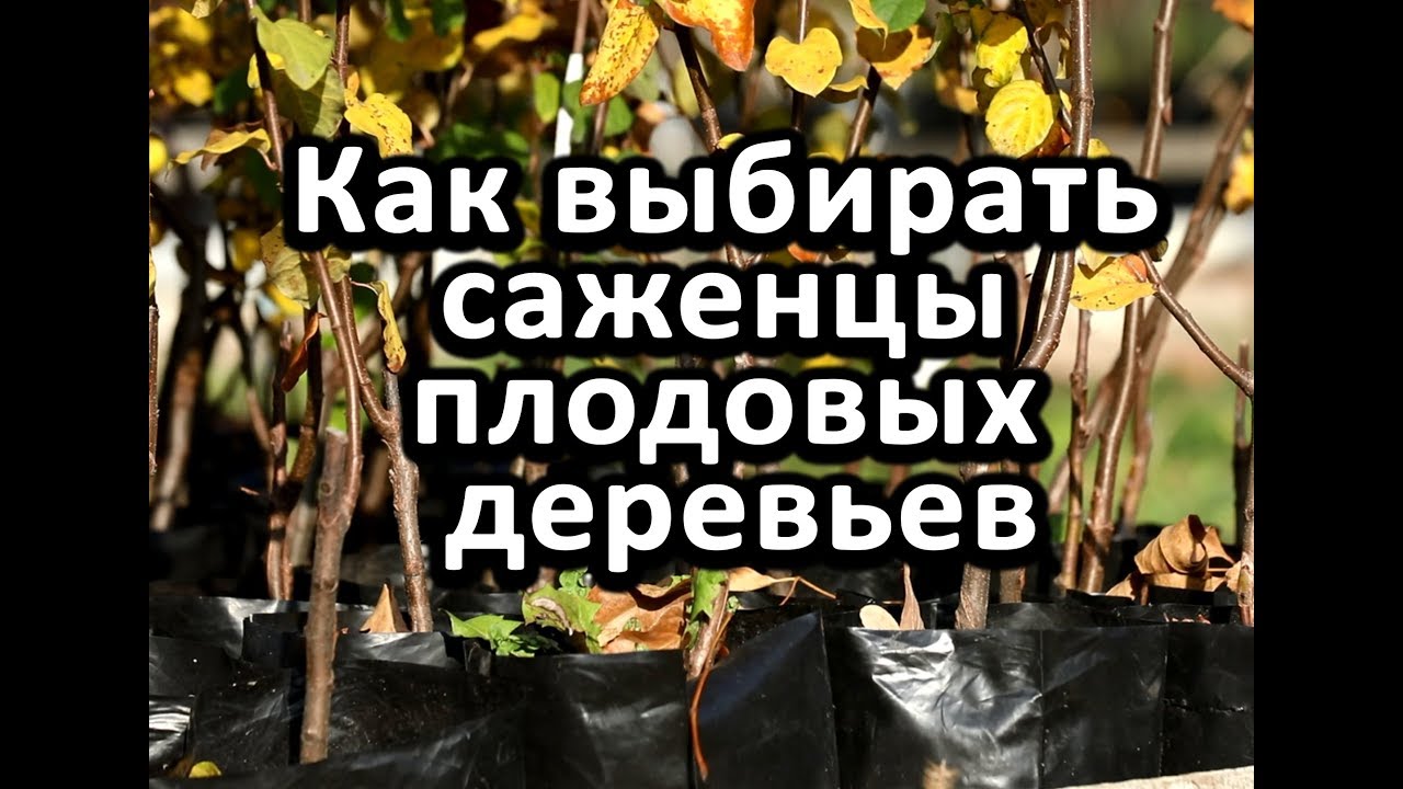 Как выбирать саженцы плодовых деревьев
