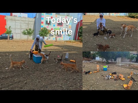 When mama dog left she told her puppies to run and hug the lady.