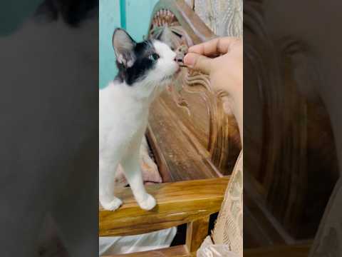 সেন্ডী ডলার কামাই করে তাই বেশি খাইতে চায়😅#cat#anmals #sandy #foryou #pets #trending #share #shorts
