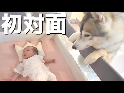 赤ちゃんをお迎えし、そばで見守り続ける愛犬が優しすぎました・・・