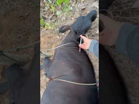 Sapi hitam Injek ATP. #cow #animals #shorts