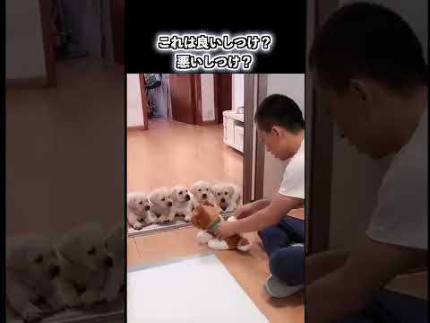【賛否あり】確実な犬の排便教育をする方法