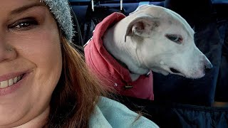 No One Warmed Me About Dogs' Attitudes 😁 New Funny Dog Videos