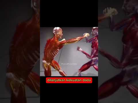 Dari Sini Sumber Pukulan Keras Berasal #shortvideo #shortsfeed #tinju #mma #muaythai