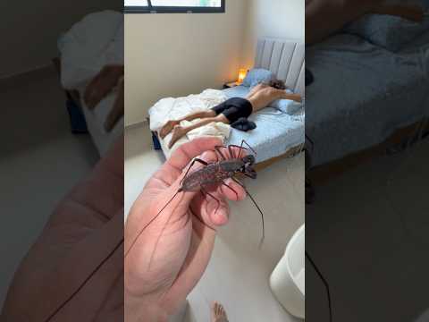 Placing Strange Creatures On My Sleeping Friend! #shorts