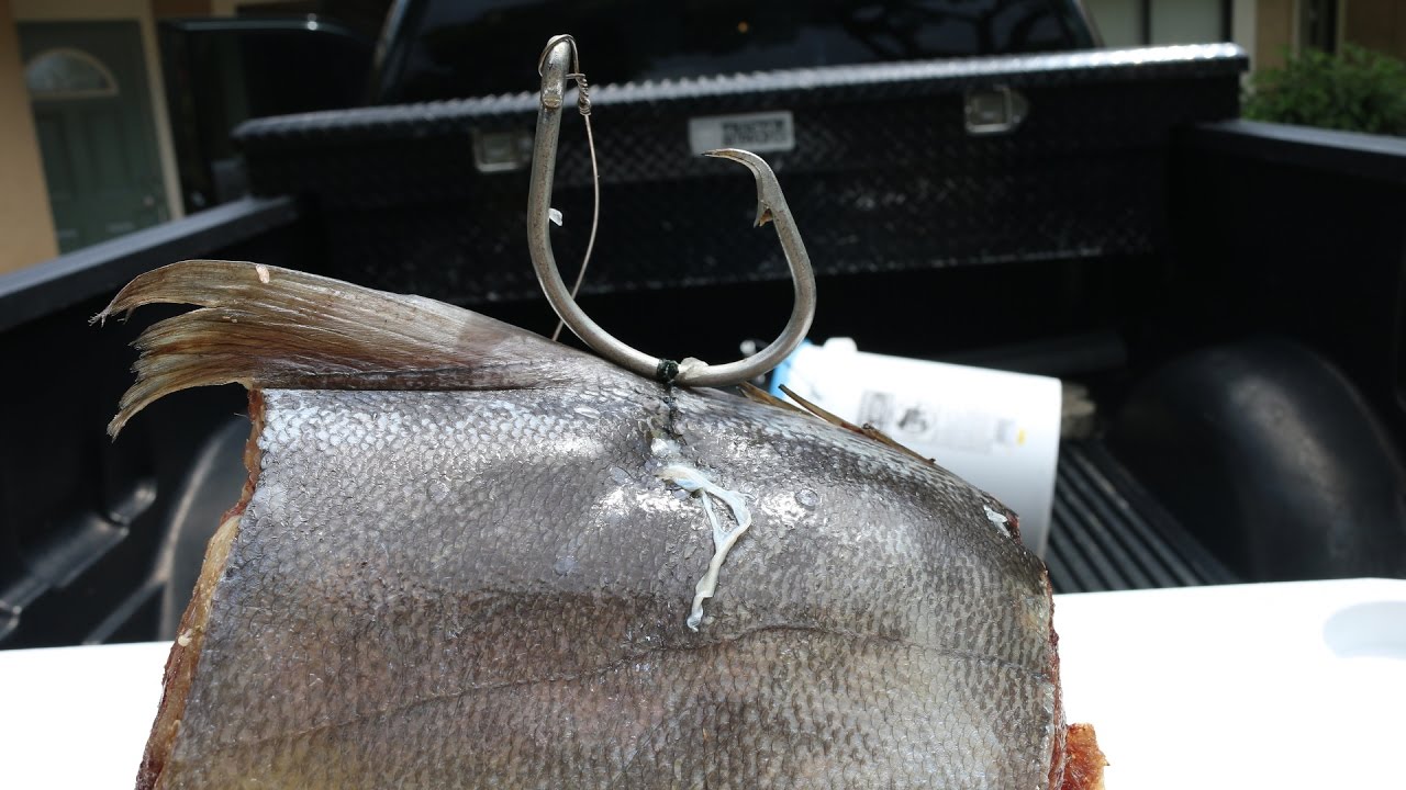 WHY and HOW to Bridle Shark Bait! (Shark Fishing Tips) Tackle Tuesday #25
